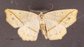 Media type: image;   Entomology 622251 Aspect: habitus dorsal view